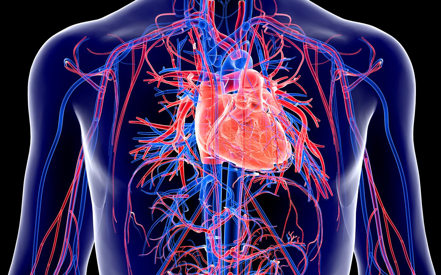 Las Enfermedades Cardiovasculares (ECV) son la principal causa de muerte en todo el mundo